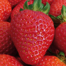 Fresas 'San Andreas'
